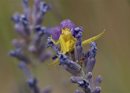 Spinnen en insecten