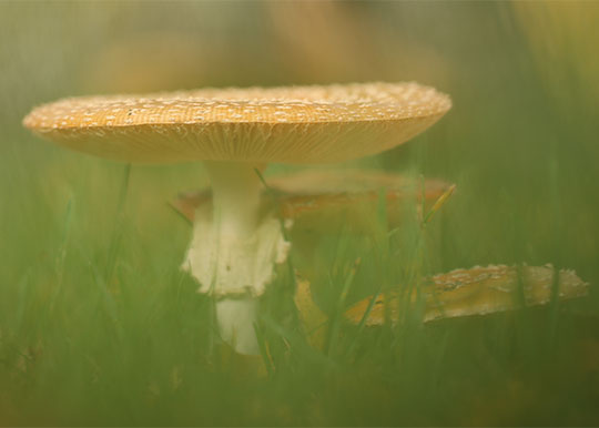 Paddenstoelen