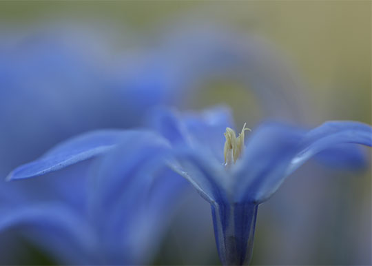 Planten