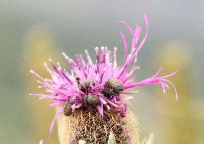 Onbekende kever | Alpe Alpine Botanical Garden Lautaret (Fr)