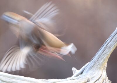 Appelvink, vervagend | Emmen, HJ-vogelhut