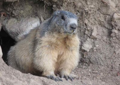 Alpenmarmot (Marmota marmota) | Villars-Colmars (Fr)