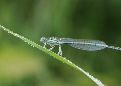 Blauwe breedscheenjuffer (man) | Neede, natuurgebied ’t Vleer