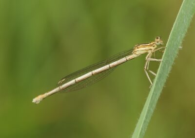 Blauwe breedscheenjuffer (vrouw) | Neede, natuurgebied ’t Vleer