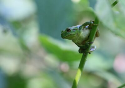 Boomkikker | Neede, natuurgebied ’t Vleer