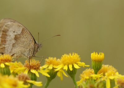 Bruin zandoogje | Hengelo