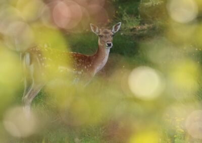 Damhert (Dama dama) | Amsterdamse Waterleiding Duinen