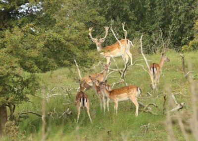 Damherten troep (Dama dama) | Amsterdamse Waterleiding Duinen