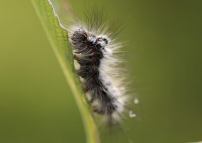 Donsvlinder, rups | Weerribben-Wieden