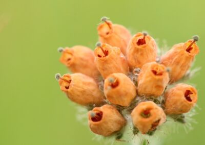 Dauwpareltje in dopheide (Erica) | De Lutte, landgoed Duivelshof