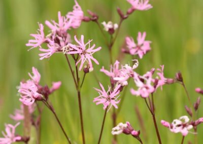 Koekoeksbloem (Silene flos-cuculi) | Bornerbroek, De Doorbraak