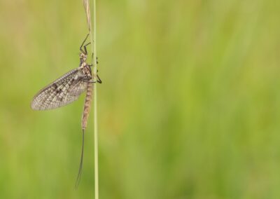 Eendagsvlieg | Bornerbroek, De Doorbraak