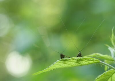 Geelbandlangsprietmot | Neede, natuurgebied ’t Vleer