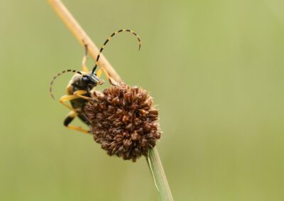 Geringde smalboktor | Neede, natuurgebied ’t Vleer