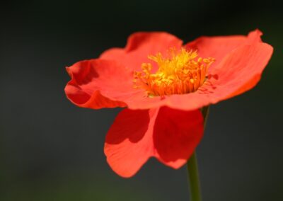 Nagelkruid (Geum borisii) | Hengelo