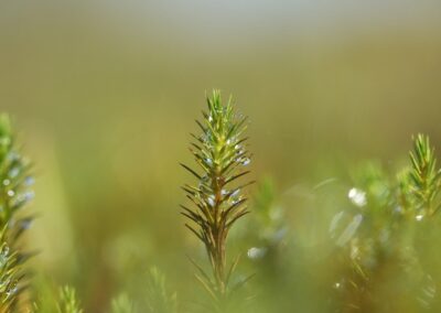 Gewoon haarmos (Polytrichum) | Neede, Schipbeek