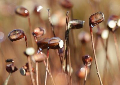 Gewoon haarmos (Polytrichum) sporendoosjes | Neede, Schipbeek