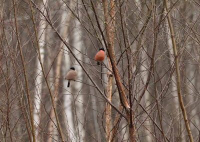 Goudvink paartje | Emmen, HJ-fotohut