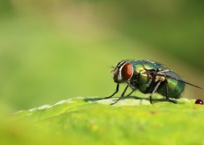 Groene vleesvlieg | Neede, natuurgebied ’t Vleer