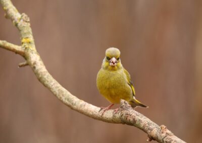 Groenling | Emmen, HJ-fotohut