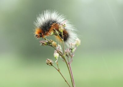 Grote beervlinder (rups) | Lemelerveld