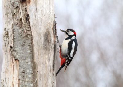 Grote bonte specht | Emmen, HJ-fotohut