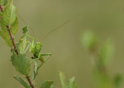 Grote groene sabelsprinkhaan | De Lutte, landgoed Duivelshof