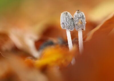 Hazenpootje | Ootmarsum, natuurgebied Springendal