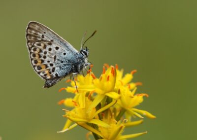 Heideblauwtje op Beenbreek | De Lutte, landgoed Duivelshof