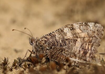 Heivlinder | Nationaal Park Hoge Veluwe