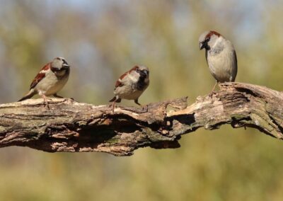 Huismus mannetjes | Holten, AT-tuinhut