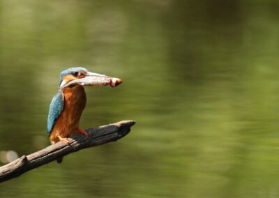 IJsvogel met visje | Veendam, waterplashut