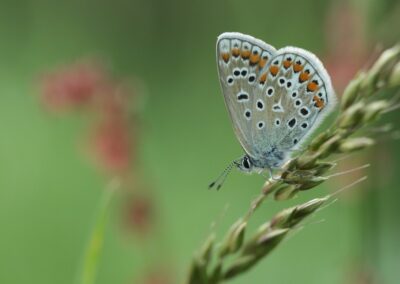 Icarusblauwtje | Neede, natuurgebied ’t Vleer