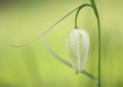 Kievitsbloem (Fritillaria meleagris) wit | Vorden, kasteel Hackfort