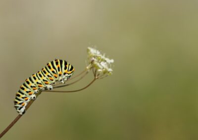 Koninginnepage, rups | La Grave (Fr)