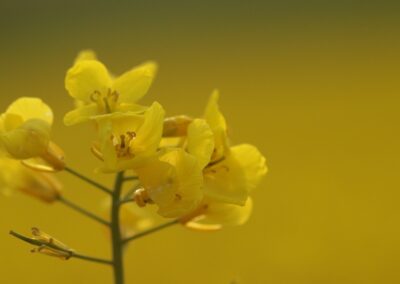 Koolzaad (Brassica napus) | Vaals