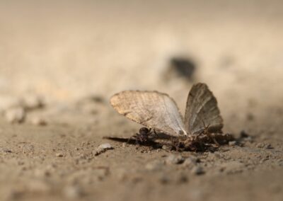 Foeragerende mier bij dode vlinder | Alpe d'Huez (Fr)
