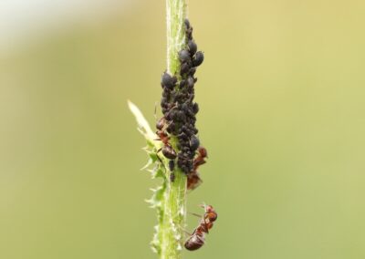 Melkende mieren | Col de Lautaret (Fr)