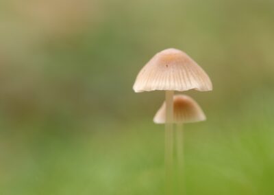 Mycena | Ommen, kasteel Eerde