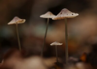 Mycena | Ootmarsum, natuurgebied Springendal