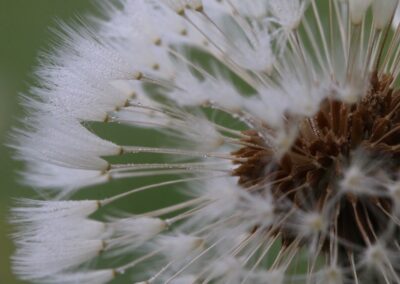 Onbekende plant | Agelo