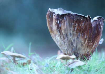 Onbekende paddestoel | Delden, Landgoed Twickel