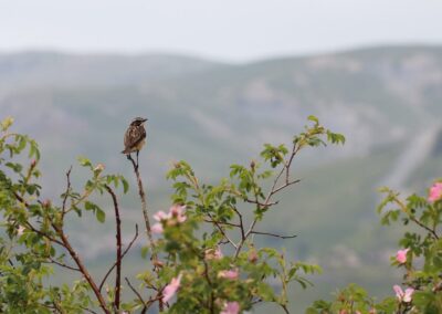 Paapje (man) | Col de Lautaret (Fr)