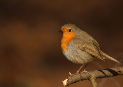 Roodborst in bosrand | Weerselo