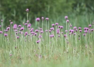 Spaanse ruiter (Cirsium dissectum) | Lemelerveld