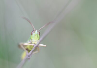 Sprinkhaan | De Lutte, landgoed Duivelshof