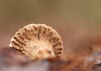 Parelstuifzwam | Bornerbroek, De Doorbraak