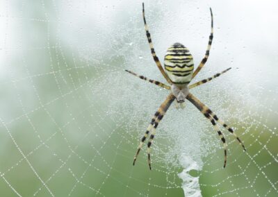 Tijgerspin in wielweb (Europese spin van het jaar 2001) | Neede, natuurgebied ’t Vleer