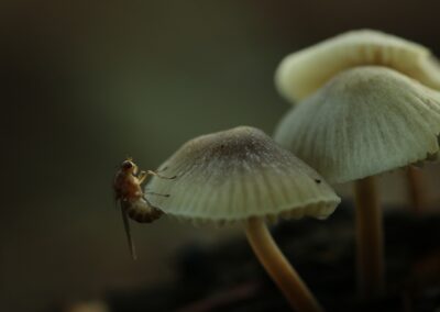 Vliegje op Mycena | Oldenzaal, Tankenberg