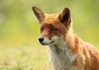 Vos (portret) | Amsterdamse Waterleiding Duinen